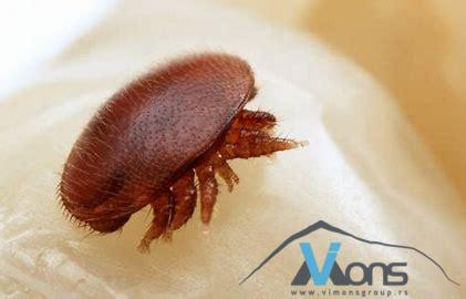 Varroa Easy Check - Varoa monitoring, Jednostavna provera - Slika 7